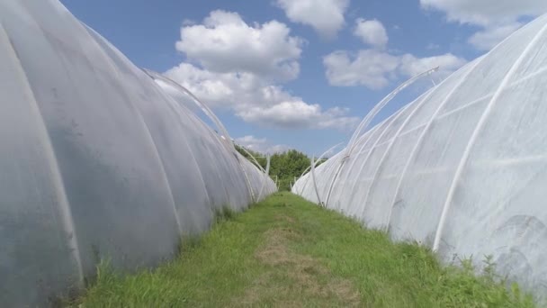 Yiyecek Yetiştirme Bitkileri Seranın Havadan Görünüşü — Stok video