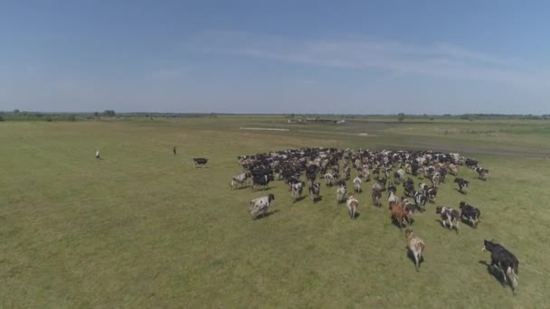 Aerial Slow Footage Grazing Herd Cows — Stock Video