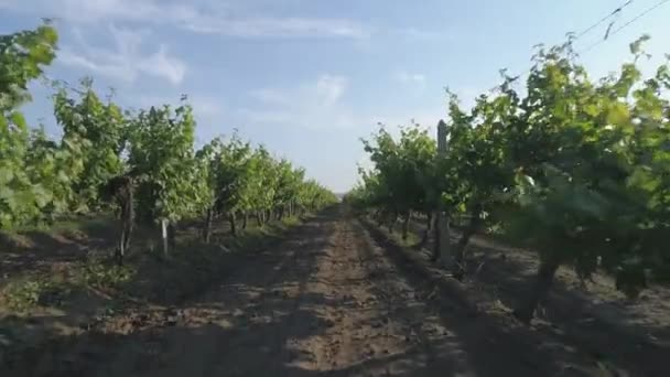 Images Lentes Des Rangs Vignoble — Video