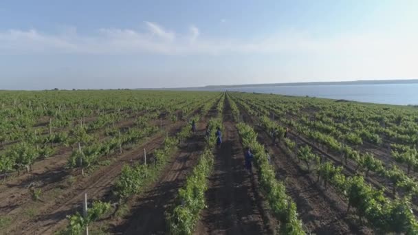 Images Lentes Rangées Vignes Avec Des Travailleurs — Video