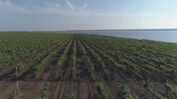 Images Lentes Vue Aérienne Champ Des Vignes — Video