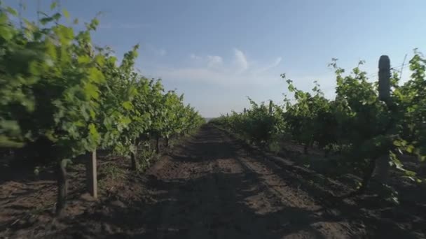 Imagens Lentas Das Fileiras Vinha — Vídeo de Stock