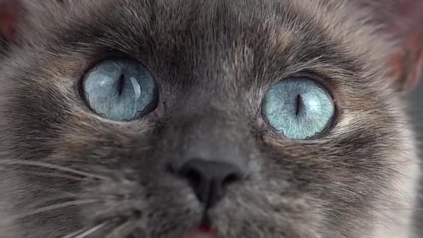 Gri Arka Planda Mavi Gözlü Sevimli Kedi Portresi — Stok video