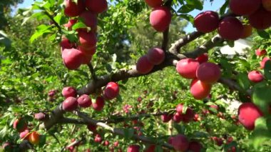Erik ağacının dallarında kırmızı erikler. Bir sürü olgun meyve.