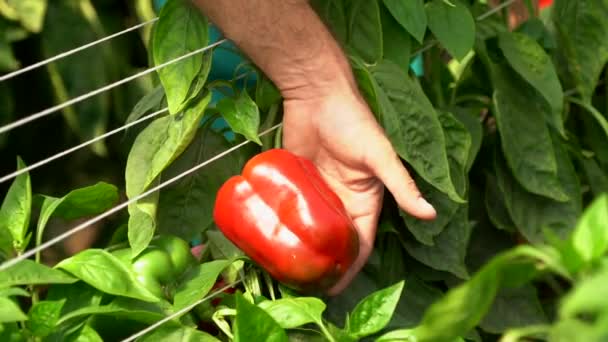 Pimenta Vermelha Doce Mato Explorações Hortícolas — Vídeo de Stock