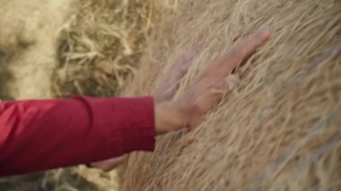 Mutlu çift saman balyasını itiyor. Yavaş çekim