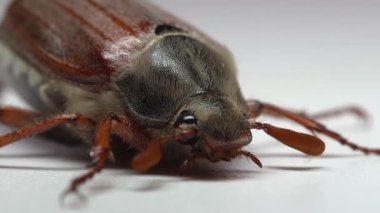 Koklayıcıyı kapat, beyaz arkaplanda böcek olabilir