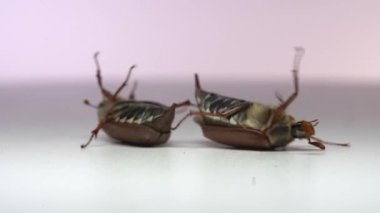 Saksıları kapatın, böcekler yatsın.