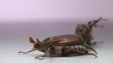 İki saksocuyu kapat, beyaz arka planda böcekler olabilir