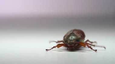 Koklayıcıyı kapat, beyaz arkaplanda böcek olabilir