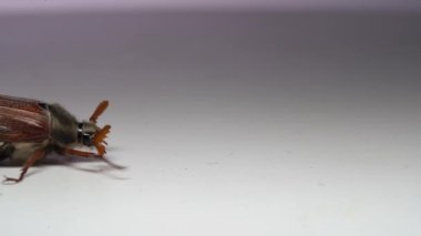 Koklayıcıyı kapat, beyaz arkaplanda böcek olabilir