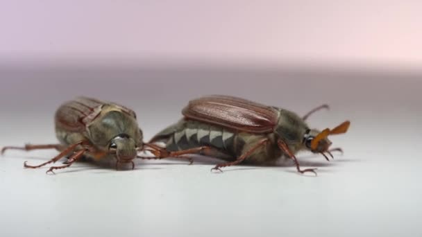 침엽수 마리를 닫으면 배경에 벌레가 수있다 — 비디오