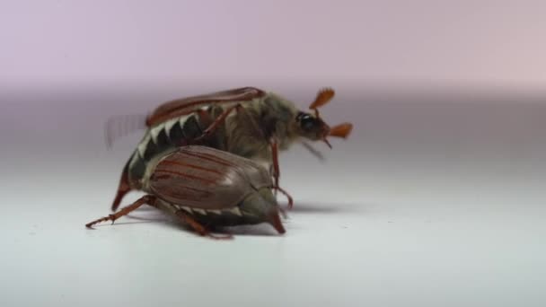 메뚜기 마리를 가까이 벌레들이 싸우기도 합니다 — 비디오