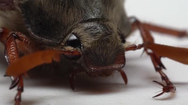연지벌레를 가까이 배경에 벌레가 수있다 — 비디오
