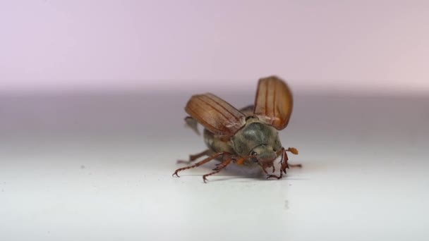 연지벌레를 가까이 배경에 벌레가 수있다 — 비디오