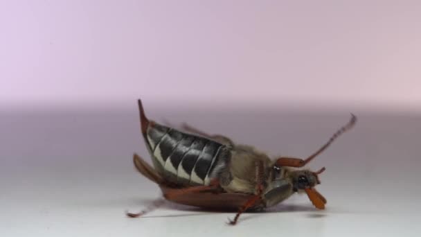 수탉을 가까이 벌레가 수있다 — 비디오