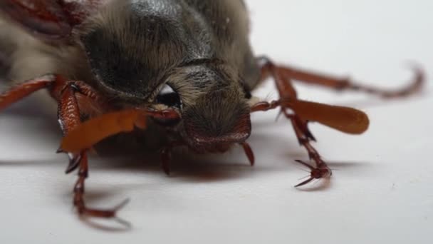 Primer Plano Cockchafer Puede Insecto Escarabajo Sobre Fondo Blanco — Vídeos de Stock