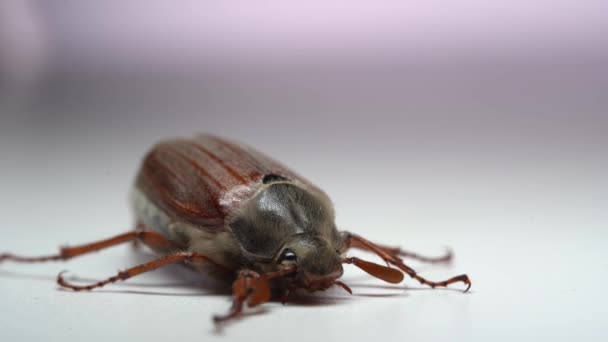 Tutup Dari Cockchafer Mungkin Bug Kumbang Pada Latar Belakang Putih — Stok Video