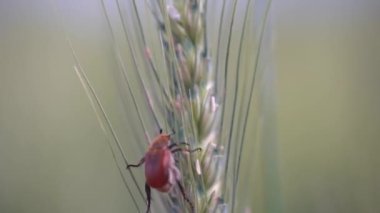 Ekmek böceğinin buğday başağında yakınlaşması
