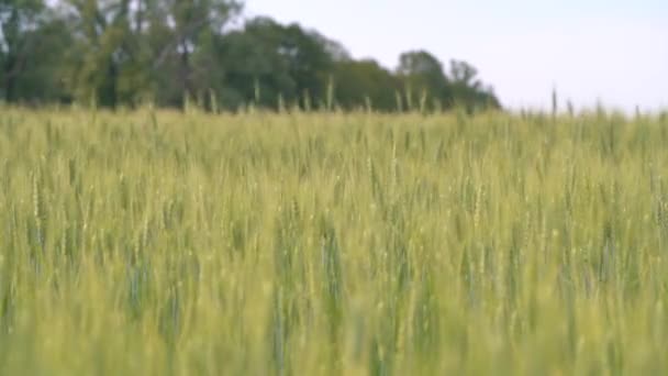 Grüner Weizen Auf Dem Feld — Stockvideo