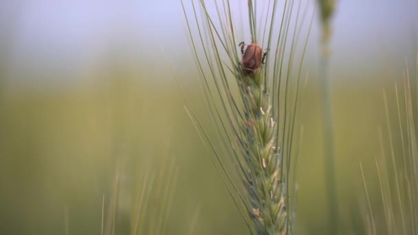 麦耳でのパンの甲虫の閉鎖 — ストック動画