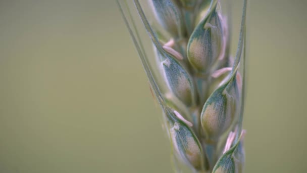 Closeup Green Wheat Farm Field — Stock Video