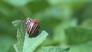 Colorado böcekleri patates yaprağı yer.