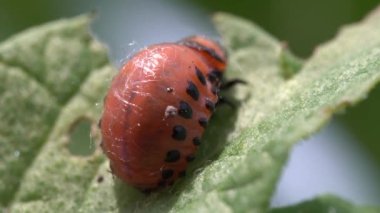 Colorado böcek larvası patates yaprağı yer.