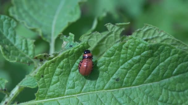 Larva Escarabajo Colorado Come Hojas Patata — Vídeos de Stock