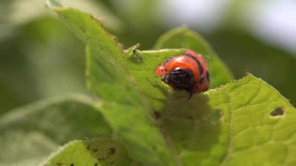 コロラド甲虫幼虫はジャガイモの葉を食べる — ストック動画