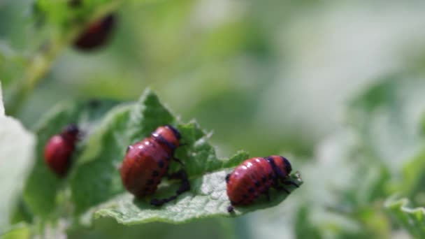 Larvas Escarabajo Colorado Comen Hojas Patata — Vídeos de Stock