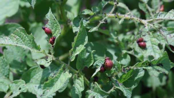 Личинки Жуков Колорадо Едят Картофельные Листья — стоковое видео