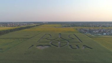 Boryspil, Ukrayna, 22 Temmuz 2021. Hava görüntüsü. Mısır tarlasında Ukrayna 'nın ulusal amblemi