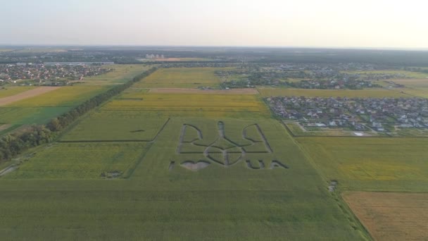 Boryspil Ukraine July 2021 Aerial View National Emblem Ukraine Cornfield — Stock Video