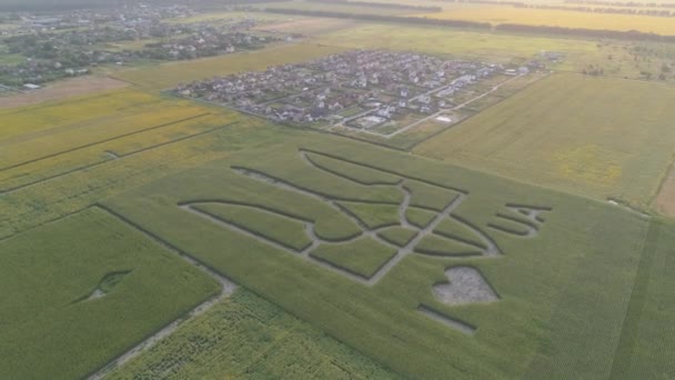 Boryspil Ukraina Juli 2021 Flygfoto Ukrainas Nationella Emblem Ett Majsfält — Stockvideo