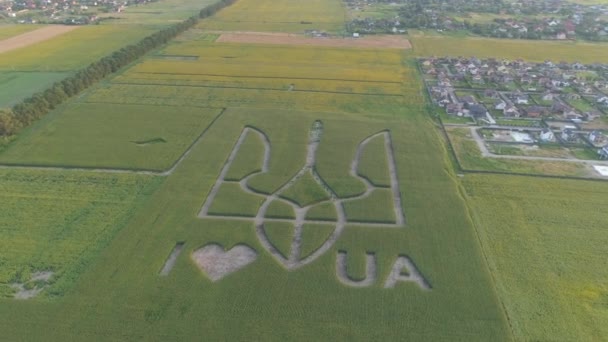 2021年7月22日 乌克兰Boryspil 空中风景 乌克兰在玉米地上的国徽 — 图库视频影像
