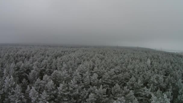 Vliegen over het bos — Stockvideo