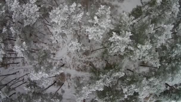 Voando sobre a floresta — Vídeo de Stock