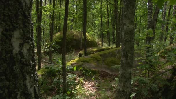 Stonehenge im Wald — Stockvideo