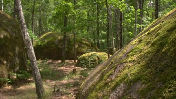 Stonehenge bosque — Vídeo de stock