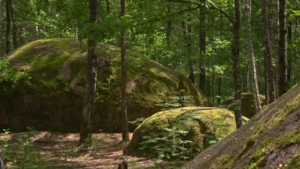 Stonehenge lasu — Wideo stockowe