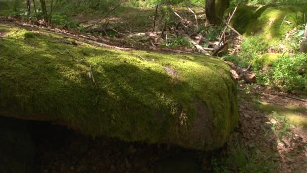 Pedra-da-floresta — Vídeo de Stock