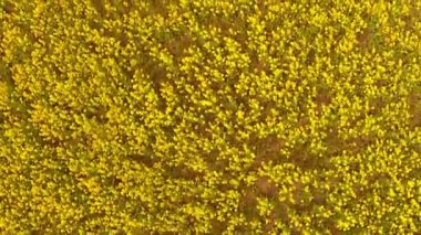 Çiçekli alanın üzerinde uçan