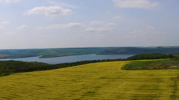 Voando sobre o campo de floração — Vídeo de Stock