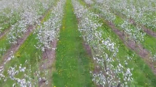 Voando sobre o jardim da maçã em flor — Vídeo de Stock