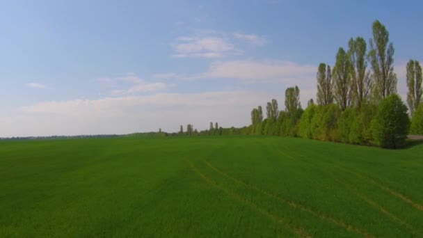 Latające nad polem trawa zielony — Wideo stockowe
