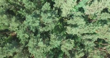 Yeşil kozalaklı ormanın üzerinde uçuyor