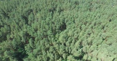 Yeşil kozalaklı ormanın üzerinde uçuyor