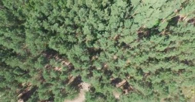 Yeşil kozalaklı ormanın üzerinde uçuyor