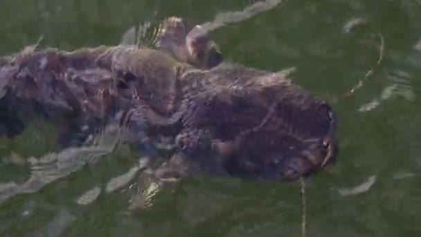 突变的鲶鱼，切尔诺贝利区 — 图库视频影像